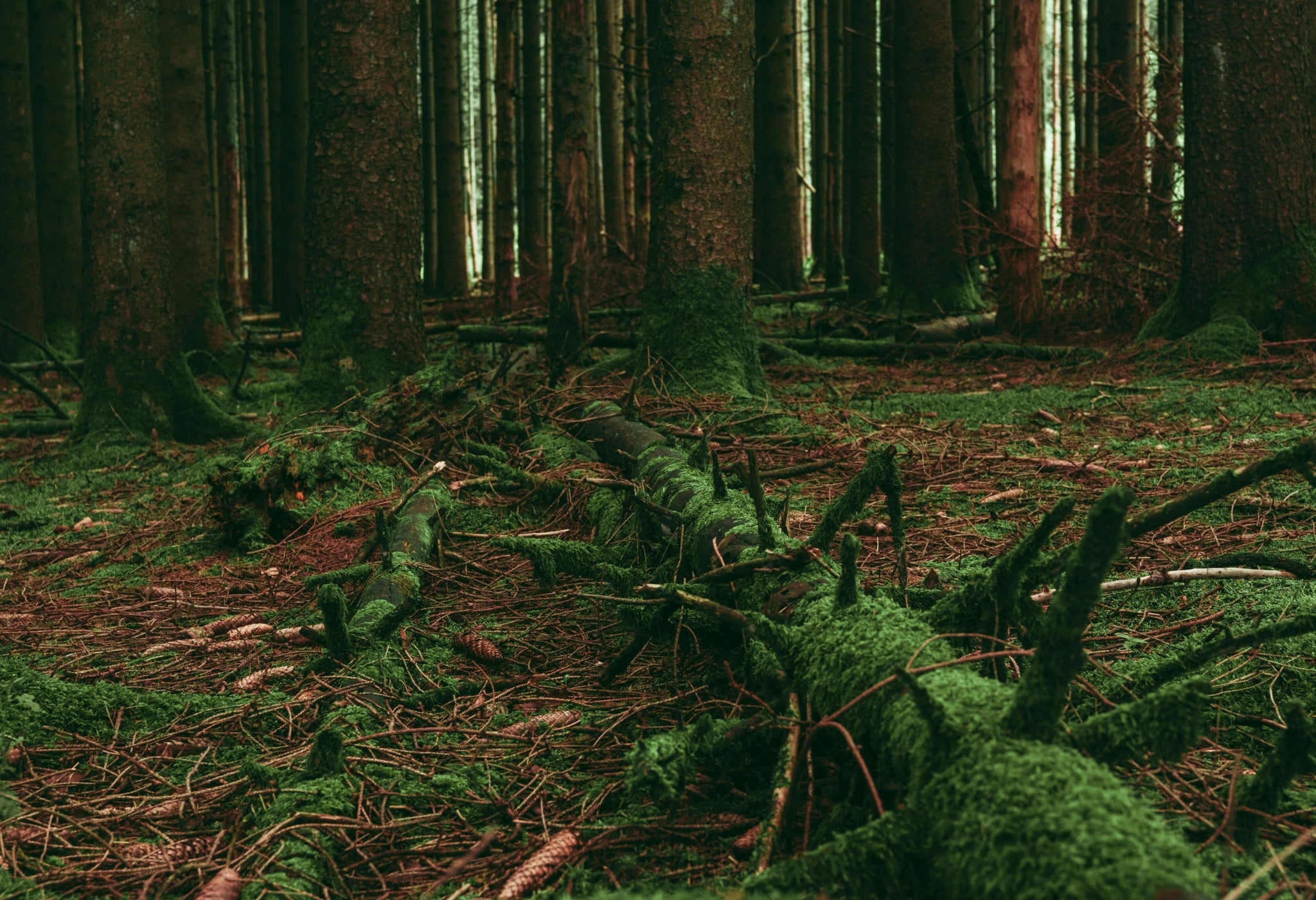 Untitled_2048_x_2048_px_2048_x_1100_px_2048_x_1000_px_2048_x_2048_px_2048_x_1600_px_2048_x_1500_px_2048_x_1300_px_2048_x_1400_px_7.jpg