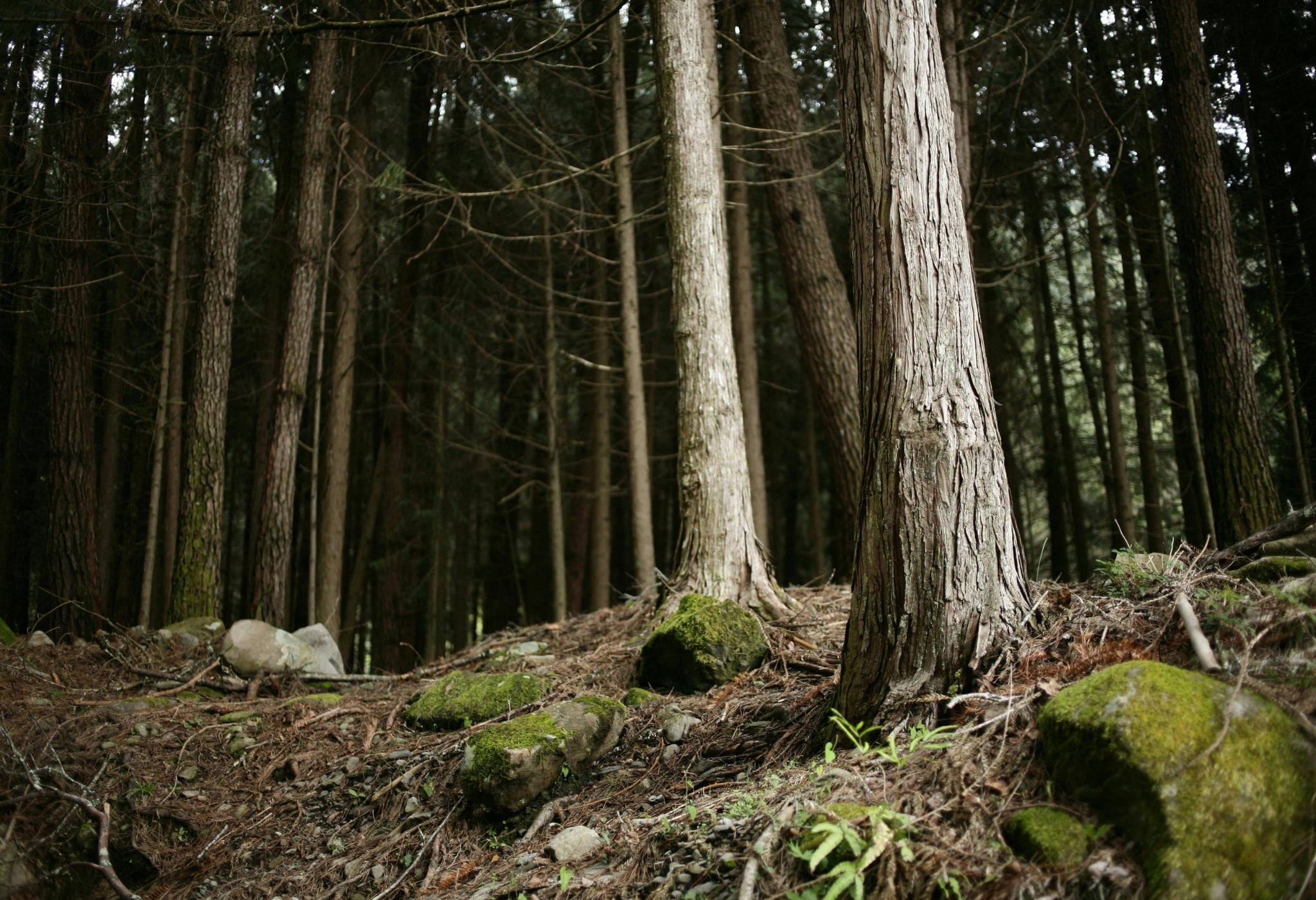 Untitled_2048_x_2048_px_2048_x_1100_px_2048_x_1000_px_2048_x_2048_px_2048_x_1600_px_2048_x_1500_px_2048_x_1300_px_2048_x_1400_px_8.jpg